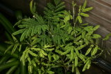 Acacia melanoxylon RCP1-2014 49 immature foliage.JPG